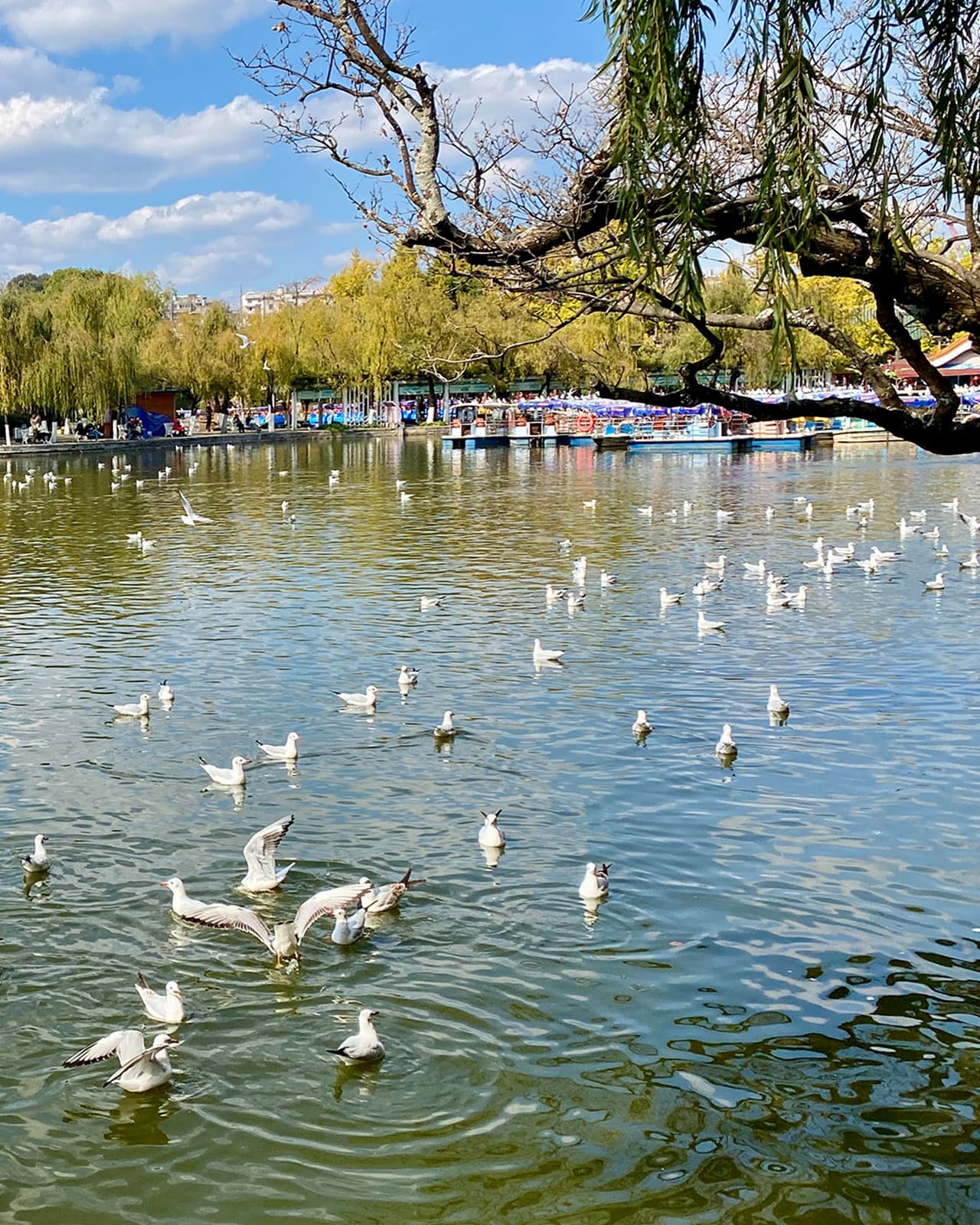 Seagulls on the Green Lake Cuihu, Kunming